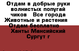 Отдам в добрые руки волнистых попугай.чиков - Все города Животные и растения » Отдам бесплатно   . Ханты-Мансийский,Сургут г.